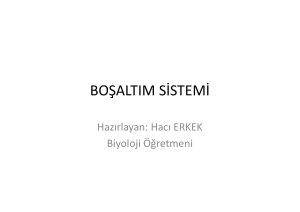 13982_Boşaltım Sistemi (2).pptx