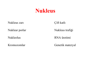 Nukleus