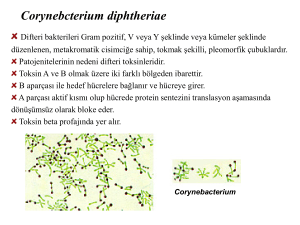 Corynebcterium diphtheriae