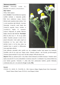 Matricaria chamomilla L. Sinonimi: Chomomilla recutita (L