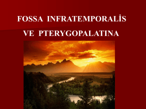fossa infratemporalisvepterygopalatina_3