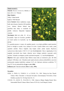 Sinapis arvensis - Türkiye Herboloji Derneği