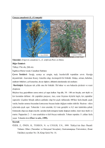 Conyza canadensis - Türkiye Herboloji Derneği