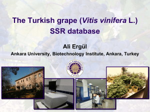 The Turkish grape (Vitis vinifera L.) SSR database
