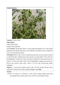 Solanum nigrum L. Sinonimi: S. judaicum Bess Diğer İsimleri