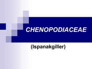 Chenopodiaceae (ıspanakgiller)