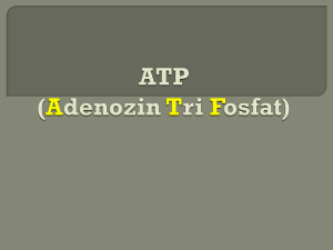 ATP (Adenozin Tri Fosfat)