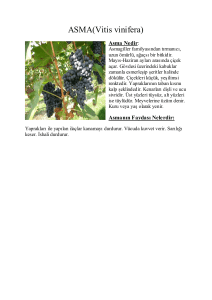 ASMA(Vitis vinifera)