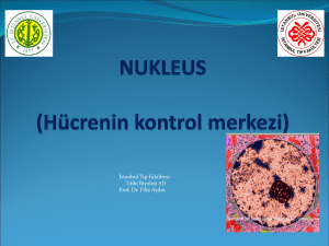 NUKLEUS (Hücrenin kontrol merkezi)