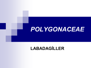 polygonaceae