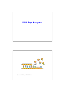 Microsoft PowerPoint - Molek\374ler Genetik_Hafta