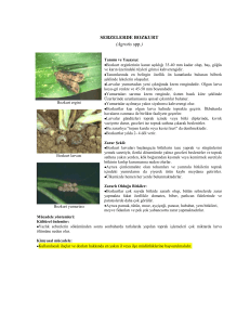 SEBZELERDE BOZKURT (Agrotis spp.)