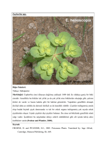 Euphorbia spp. Diğer İsimleri: Türkçe: Sütleğenler Morfolojisi