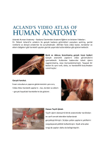 Aclands Human Anatomy – Kadavra Üzerimden Anatomi Eğitimi ve