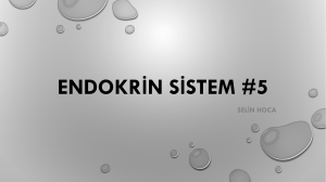 endokrin sistem #4