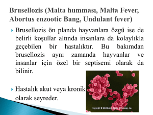 Malta humması, Malta Fever, Abortus enzootic Bang, Undulant fever