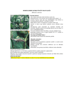 SEBZELERDE KURġUNĠ KÜF HASTALIĞI (Botrytis cinerea)