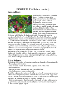 BÖÐÜRTLEN(Rubus caesius)