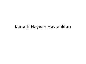 Kanatlı Hayvan Hastalıkları