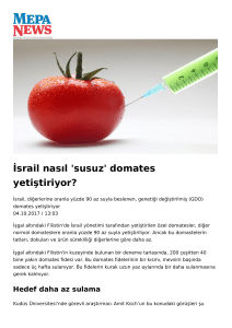 İsrail nasıl `susuz` domates yetiştiriyor?