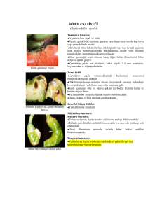 BĠBER GALSĠNEĞĠ (Asphondylia capsici)