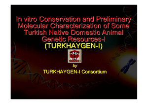 In Vitro Conservation and Preliminary Molecular Identification of