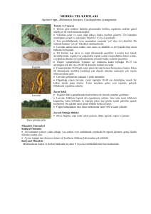 MISIRDA TEL KURTLARI Agriotes spp., M s