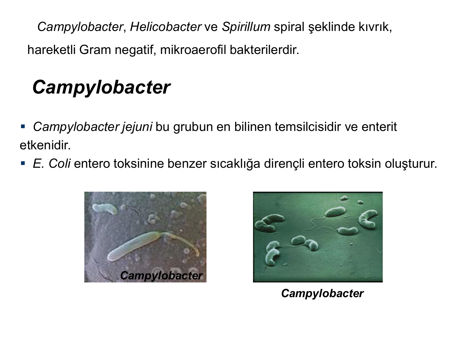 В кале обнаружены хеликобактер пилори. Кампилобактер и хеликобактер. Кампилобактерии являются. Campylobacter pylori морфология. Почему бактерии рода Campylobacter и Helicobacter называют микроаэрофилами.
