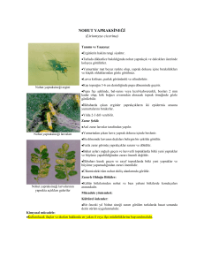 NOHUT YAPRAKSĠNEĞĠ (Liriomyza cicerina)
