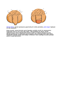 Sünnet derisi, sünnet operasyonu geçirmemiş bir erkek penisinde